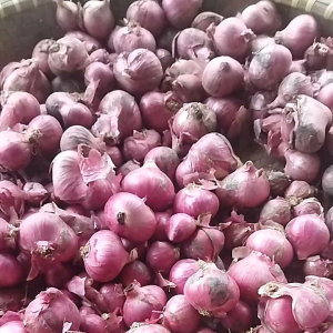 (1 kg) Bawang merah kering/ bawang merah garut/bumbu dapur