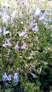 แอฟริกันสกาย กระถาง 8 นิ้วต้นสวย (กทม)