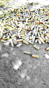 1KILO BINHI WHITE CORN GLUTINOUS LAGKITAN