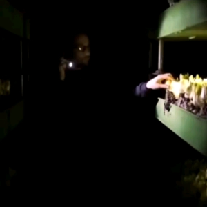 (KEMASAN PREMIUM) BIJI/BENIH BELGIAN ENDIVE WITLOOF CHICORY IMPORT ( isi -+200 butir)