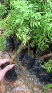 giống Đinh lăng ta lá nhỏ