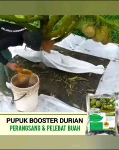 Pupuk Boster Buah Promo 3 Gratis 1: Meningkatkan Kualitas Tanaman Buah