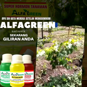 Hormon Tanaman 3 Gratis 1: Cara Meningkatkan Pertumbuhan Tanaman