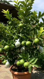 BIBIT MURAH JAMBU KRISTAL PUTIH 🌱Buah ini Sangat Renyah & Non Biji Original Asal Okulasi Dan Cangkok Super Genjah Sudah Berbuah Semua Cocok Dalam Pot