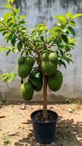 BIBIT TANAMAN SIRSAK MADU JUMBO 🌱Jenis Sirsak ini Yang Rasanya Manis Asam Menyegarkan Lengket Di LidahBijinya Pipih Serta Sedikit.Sirsak Madu Memiliki Keunggulan Dalam Bentuk Buah Yang Cukup Besar (Hingga 1.2Kg) Silahkan Diorder