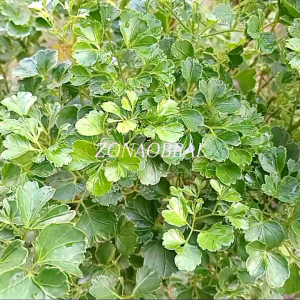 Bros Nama Bisa Custon Nama Sendiri Motif Love Susun