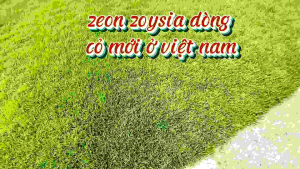 thảm cỏ thật zeon zoysia 0.5 mét vuông đạt chuẩn mặt cỏ châu âu