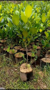 COD Bibit Nangka madu super jumbo - bibit nangka madu super - bibit nangka madu jumbo - bibit nangka j33 - Bibit Nangka Madu okulasi bisa berbuah di dalam pot