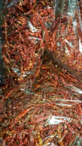 พริกจินดาแห้ง ที่บ้านปลูกเอง