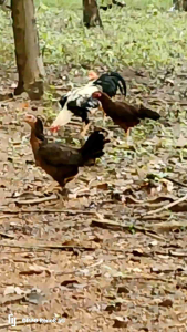 ไข่ไก่เชื้อ ไก่ชน สายพันธุ์พม่า พ่อพันธุ์ ทองสา ซุ้ม ส.เสือไม้ จำนวน 1 ฟอง รับประกันการแตก การเสียหายจากการขนส่ง และรับประกันการมีเชื้อ 100% (กรุณาถ่ายคลิปขณะเปิดกล่องพัสดุ)