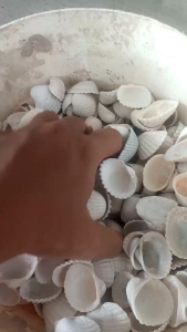 Kulit Kerang 250g