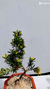 W10 Gold Diamond Podocarpus Bonsai Plant黄金钻罗汉松
