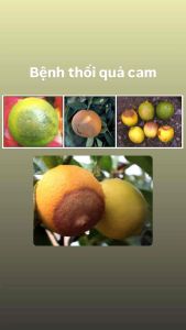 Sancozeb 80WP 500g Trừ Bệnh Thối Quả Cam Phấn Trắng Dưa Leo