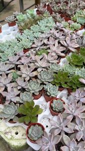 TPL - Real Succulent Mini Cactus live plant 3 for RM10 多肉植物 / 肉肉- REAL LIVE PLANT - RARE INDOOR PLANT
