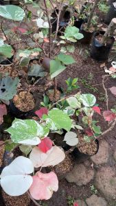 Termurah Tanaman Hias Taman Waru Varigata