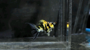 Trico Red Head Balloon Molly Fish(Female) 红头短身气球茉莉鱼(母)❗️(Not random fish）❗️Fish same as order❗️38