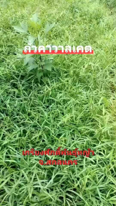 #เมล็ดถั่วคาวาเคต 1กก.รับประกันการงอก #ถั่วคาวาเคต #คาวาเคต # Centrosema pascuorum cv.Cavalcade #เกรียงศักดิ์เมล็ดและท่อนพันธุ์หญ้าอาหารสัตว์