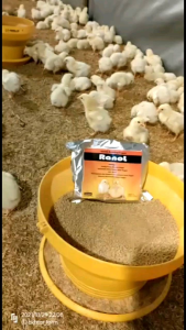 Vitamin Ayam Broiler / Obat Ayam Broiler / Vitamin Penggemuk Ayam Broiler / Penggemuk Ayam - Ranol  1pcs Vitamin Terondol 1pcs Rambo 1pcs