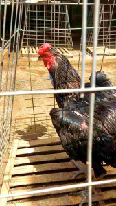 Shampo Ayam BN CLEAR Terbebas Dari Kutu Gurem Dan Nyamuk Mengilaukan Bulu Ayam.