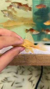 LIVE FISH | Albino Pleco L165 | Good Cleaner | Wholesale Available