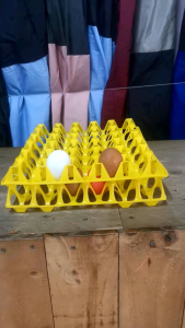 ถาดไข่พลาสติก ขนาด 29×29 cm สีเหลือง 160g