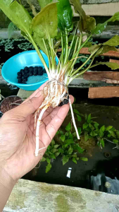 Cryptocoryne Pontederiifolia Tanaman Aquascape Media Wabikusa