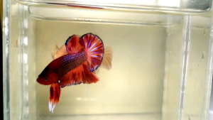Amargeddon Vanda Halfmoon Plakat HMPK Betta Fish / Ikan Laga/ 斗鱼 (Not random fish）17
