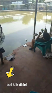 Essen lele lomba daging super blenookroykobarbeqyu untuk alam dan olahan target harian dan lomba