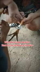 3 viên Viên đá trắng Mexico VIP cực mạnh trợ lực cho gà siêu lì đòn tải cựa tốt tăng bo cấp tốc nuốt ói cực tốt thuốc đá tiền lớn