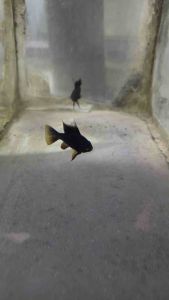 Ikan Ram Hitam/Black Ram Fish /Livefish/Freshwater/黑棘鯛