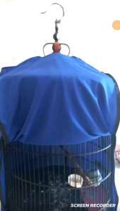 KRODONG SANGKAR MURAI DOBLE SLETING 1234