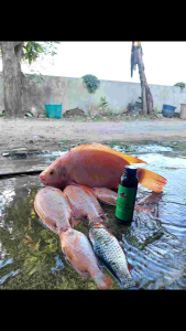 Booster Kempros | Pengumpul Ikan Nila/Mujair | Baim Mancing