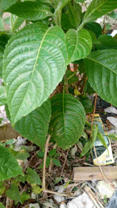 3 + 1 FREE MADRE DE AGUA ROOTED SURELY HIGH QUALITY FOR ANIMALS FOOD FOR PLANTING AND GARDENING....
