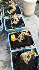 sancang meliuk medium