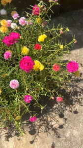 ￼ต้นคุณนายตื่นสาย แพรเซี่ยงไฮ้ กิ่งแพรเซี่ยงไฮ้ กลีบดอกซ้อน(ตัดกิ่งยาวอวบ คละทุกสี)