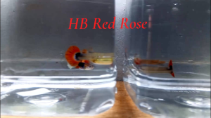 Guppy fish _HB Red Rose 1 Pair