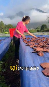 [CHÍNH HÃNG] Viên Hà Thủ Ô Mật Ong Rừng Vừng Đen Lai Châu (Tây Bắc 99)