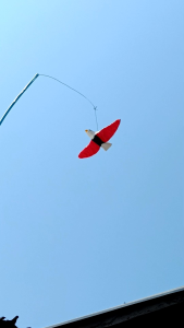 นกอินทรีย์ปลอม ไล่นกพิราบ ตกแต่งบ้านและสวน