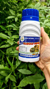 Thuốc trừ bệnh Tilt gold Đặc trị Lem lép hạt Thán thư khô đen bông