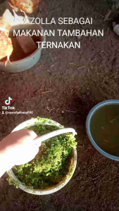 INDUK AZOLLA mix DUCKWEED BUY 50g FREE 50g untuk hiasan n makanan haiwan ternak