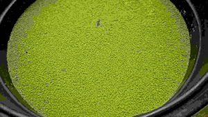Induk Azolla mix duckweed buy 200g free 100g untuk makanan ternakan n hiasan