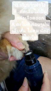 ตะไบเล็บ สุนัข แมว กระต่าย