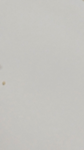 Benih Timun suri sulawesi/ Bonteng suri putih sulawesi isi (250 biji) timun manohara