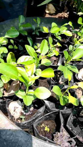 ต้นกล้ามะกรูด ชุด 2 ต้นในถุงเพาะชำ