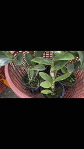 [ có bảo hành ] Lan dendro Lưỡi bò tím  cây đã trưởng thành hoa lớn đẹp