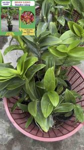 [ có bảo hành ] Lan dendro Hoán long cây đã trưởng thành hoa lớn đẹp