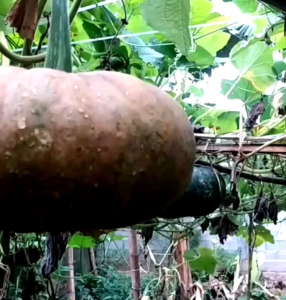 Biji | Benih Tanaman Labu Kuning | Labu Parang