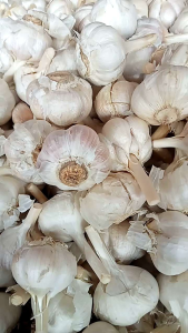 bawang putih kating fresh bersih super - 1 kg