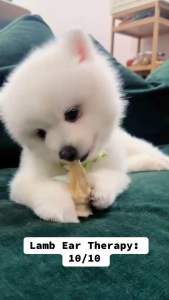 Air Dried Lamb Ears | Dog Treats | Pet Treats | Dental Chew | Dog Chew | Sheep Ears | Ovine Ears