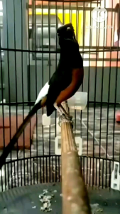 vitamin doping bacot gacor BLACK JACK premium rool kenari kacer murai pleci dll